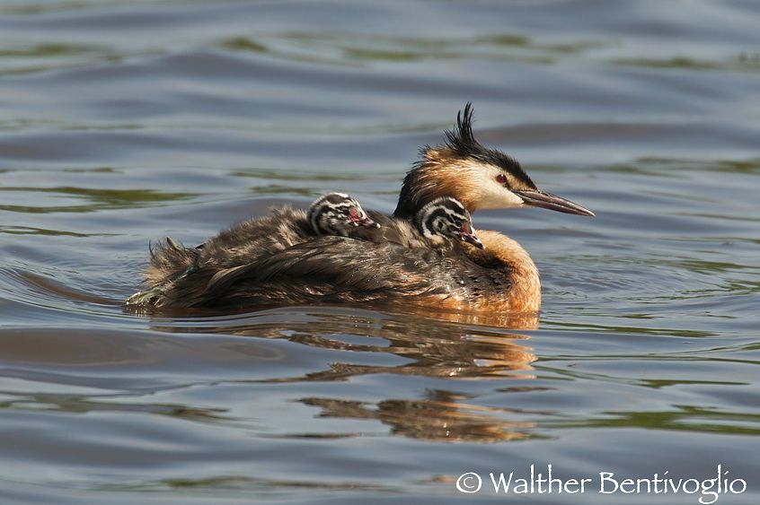 Nikon D300lens Nikon AF-S 600/4 IF-EDIsola di Texel - Olanda Svasso maggiore con pulli