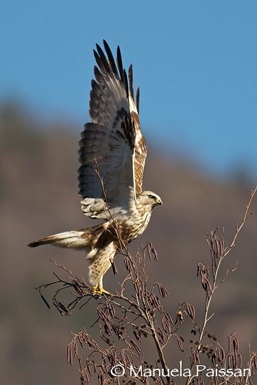 Poiana calzata (Buteo lagopus)