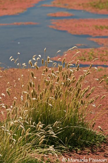 Nikon D300lens Nikon AF-S VR 70-200/2.8 IF-EDParque Naciuonal Lauca - Chile Vegetazione del bofedal