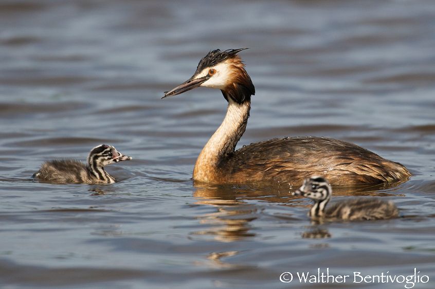 Nikon D300lens Nikon AF-S 600/4 IF-EDIsola di Texel - Olanda Svasso maggiore con pulli