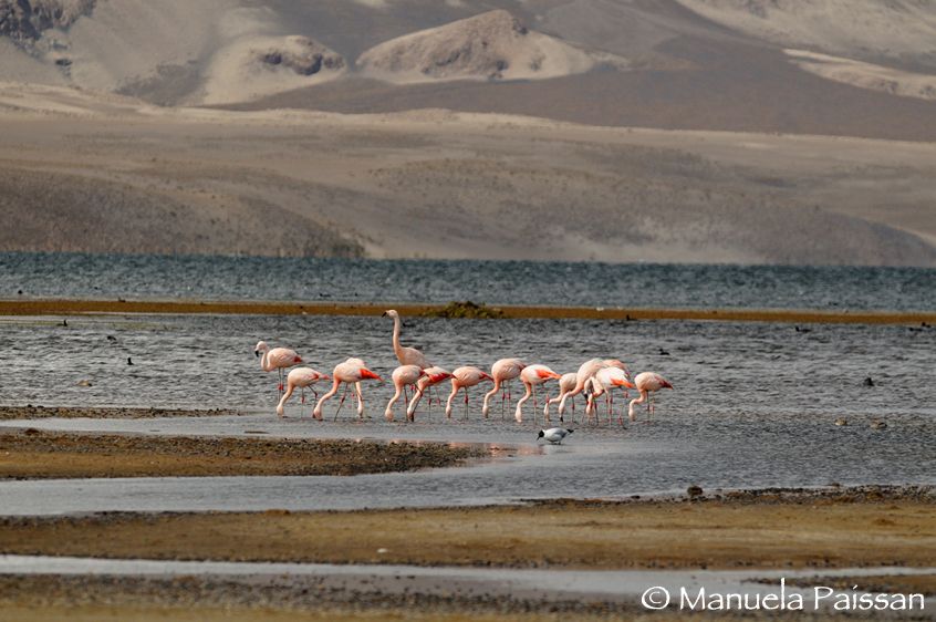 Nikon D300lens Nikon AF-S 300/4 IF-EDParque Nacional Lauca - Chile Fenicotteri sul lago Chungarà