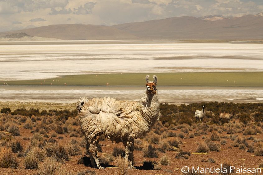 Nikon D300lens Nikon AF-S VR 70-200/2.8 IF-EDSalar de Surire - Chile Lama