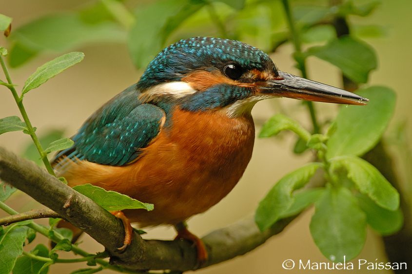Nikon D200lens Nikon AF-S 300/4 IF-EDIsola di Texel (Olanda) Martin pescatore (Alcedo atthis)