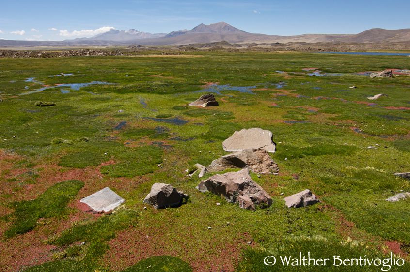 Bofedal de Parinacota