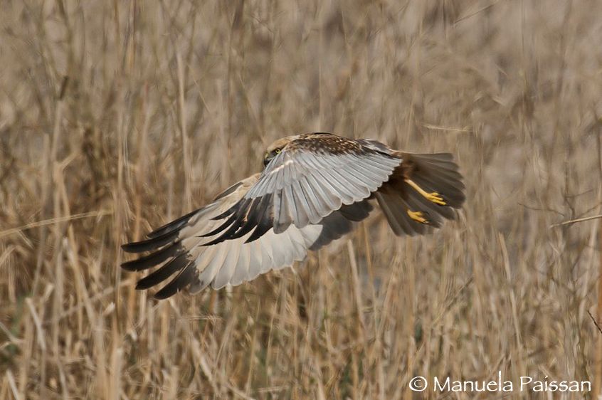 Nikon D300lens Nikon AF-S 200-400/4 VRLago di Caldaro (BZ) Falco di palude m. (Circus aeruginosus)