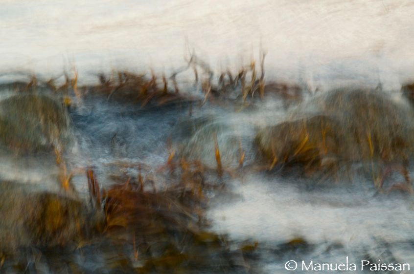 Nikon D300lens Nikon AF-S 70-200/2.8 VR IF-EDParco Nazionale Pan de Azucar - Chile Alghe nella risacca