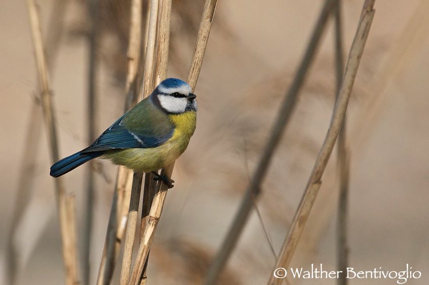 Nikon D300lens Nikon AF-S 600/4 IF-EDLago di Caldonazzo (TN) Cinciarella (Parus caeruleus)