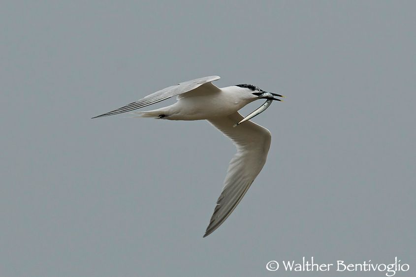 Sterna beccapesci (Sterna sandvicensis)