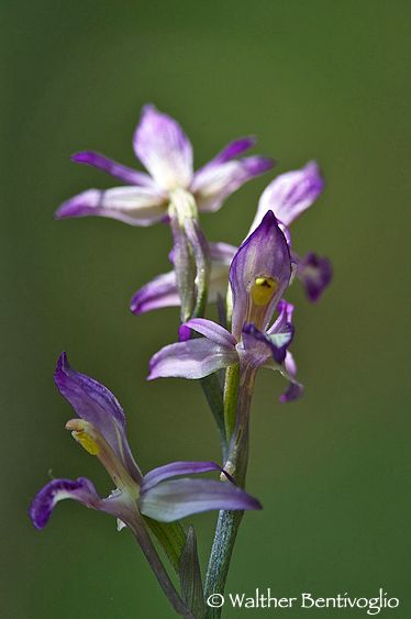 Nikon D3Slens Nikon AF-S 300 / 4 IF-ED + PN 11 Limodorum abortivum