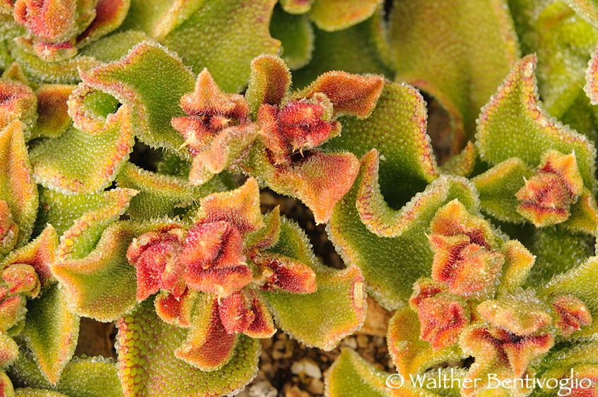 Nikon D300lens Nikon AF-S 24-70/2.8 G EDParque Nacional Pan de Azucar - Chile Pianta del deserto costiero