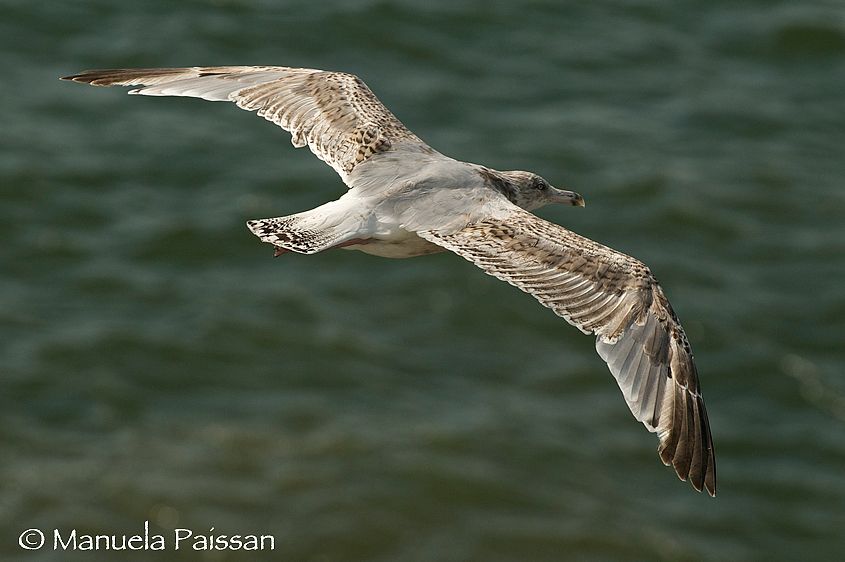 Nikon D300lens Nikon AF-S VR 70-200/2.8 IF-EDIsola di Texel - Olanda 1Gabbiano_reale_juv_