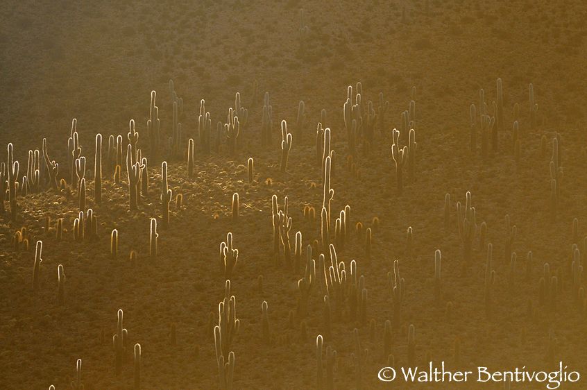 Nikon D300lens Nikon AF-S VR 200-400/4 IF-EDArea di Cariquima - Chile Foresta di cactus al tramonto