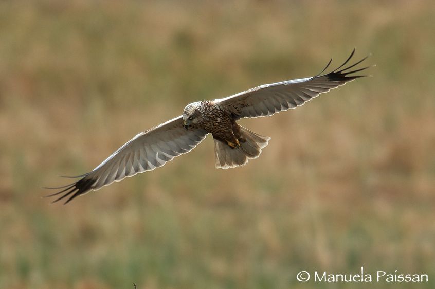 Nikon D300lens Nikon AF-S 600/4 IF-ED  x  1.4Lago di Caldaro (BZ) Falco di palude m. (Circus aeruginosus)