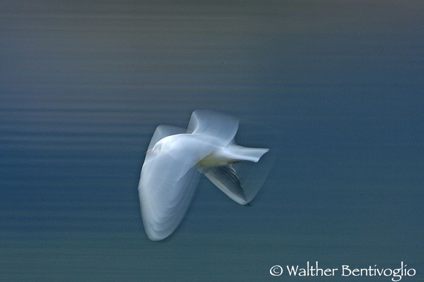 1Gabbiano_panning_03