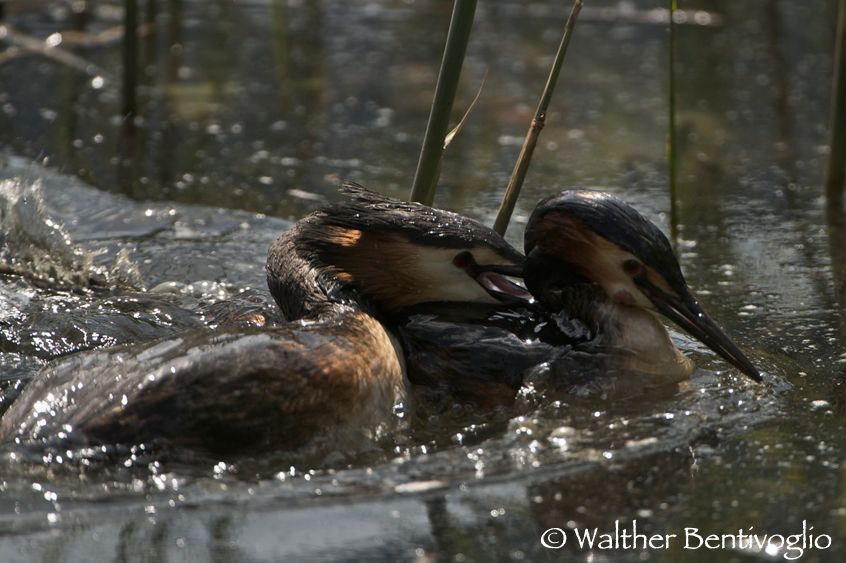 Nikon D300lens Nikon AF-S VR 200-400/4 IF-EDLago di Caldonazzo - Italia Territorialità