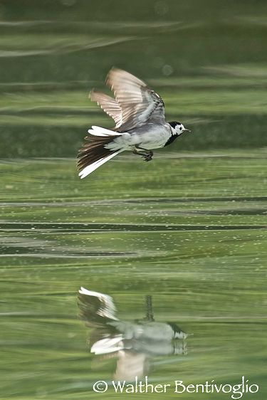 Nikon D300lens Nikon AF-S 600/4 IF-EDLago di Caldonazzo (TN) Ballerina bianca (Motacilla alba alba)