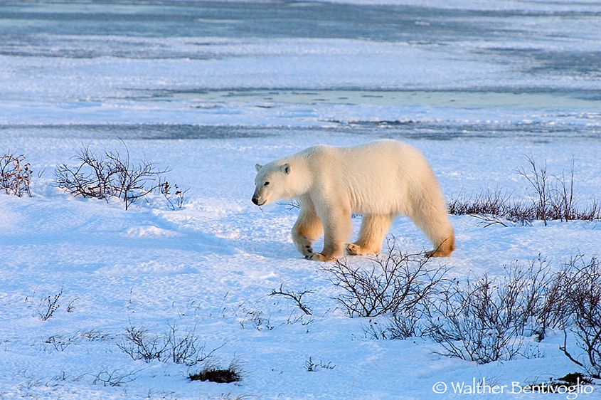 Orso polare /Ursus maritimus)