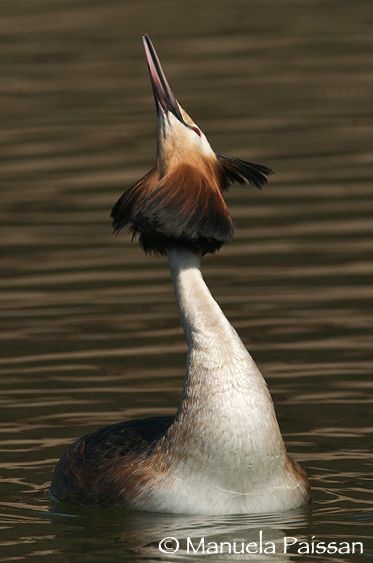 Nikon D300lens Nikon AF-S 600/4 IF-EDLago di Caldonazzo - Italia Corteggiamento