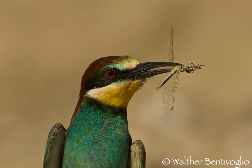 Nikon D2Xlens Nikon AF-S VR 200-400/4 G IF-EDFiume Isonzo (UD) Gruccione (Merops apiaster)