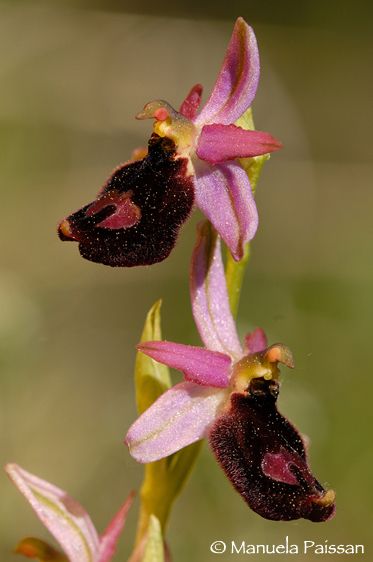 Nikon D300lens Nikon AF D Micro-nikkor 105 / 2.8 IF-ED Ophrys benacensis