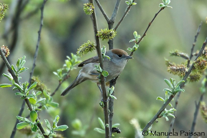 Nikon D300lens Nikon AF-S 600/4 IF-ED  x 1.4Lago di Caldaro (BZ) Capinera f. (Sylvia atricapilla)