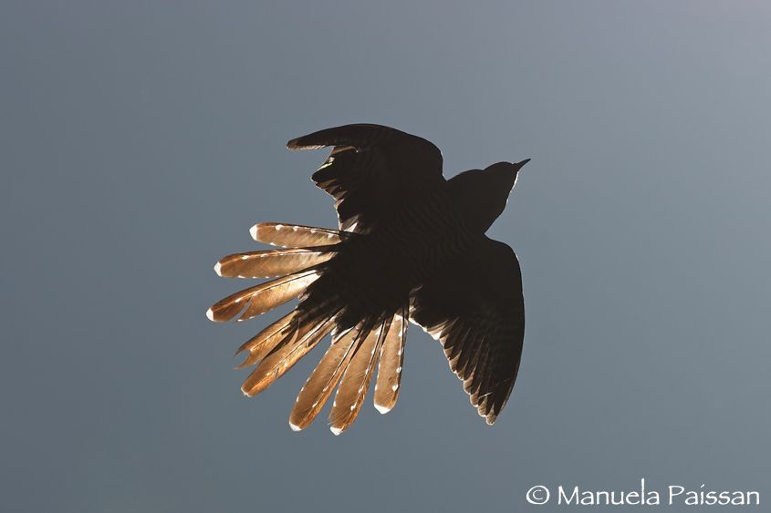 Nikon D300lens Nikon AF-S 300/4 IF-EDLago Pudro (TN) Cuculo (Cuculus canorus)