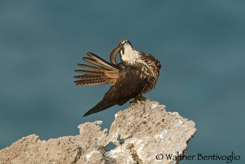 Nikon D300lens Nikon AF-S 600/4 IF-ED  x 1.4Isola di San Pietro (Sardegna) Falco della regina (Falco eleonorae)