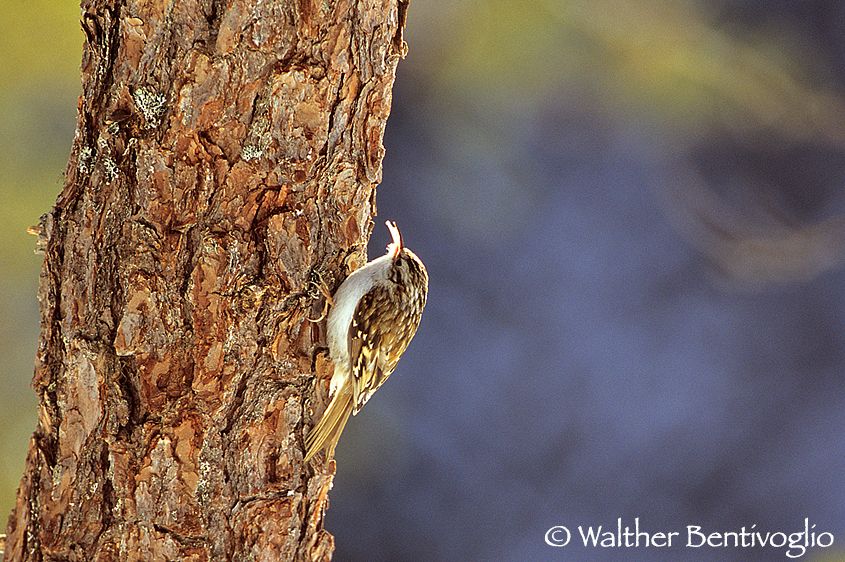 Rampichino alpestre (Certhia familiaris)