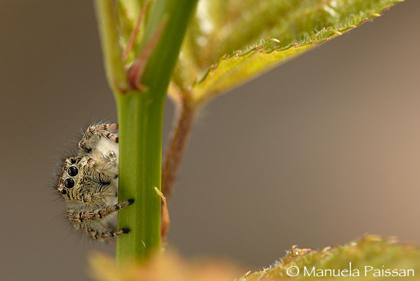 Nikon D300lens Nikon AF D Micro-nikkor 105 / 2.8 IF-ED Ragno saltatore (Salticus scenicus)