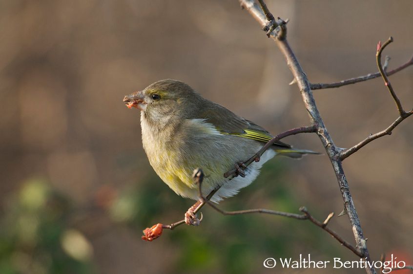 Nikon D300lens Nikon AF-s 600/4 IF-EDMarano Lagunare (VE) Verdone f. (Carduelis chloris)