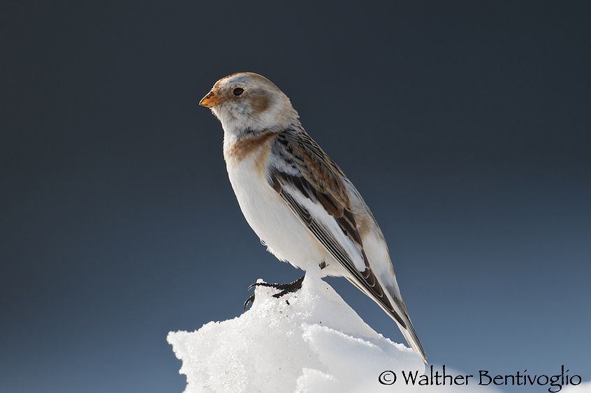 Nikon D300lens Nikon AF-S 600/4 IF-EDBocca di Selva (VR) Zigolo delle nevi f. (Plectrophenax nivalis)
