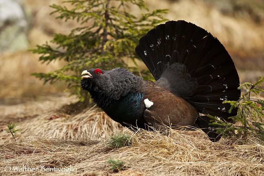 Nikon D3Slens Nikon AF-S VR II 300/2.8Passo di Lavazè Gallo cedrone (Tetrao urogallus)