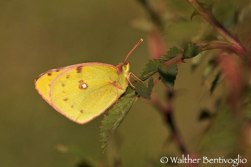 Nikon D300lens Nikon AF-S VR II 300 / 2.8 IF-ED x 1.4 Colias crocea