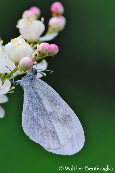 Nikon D300lens Nikon AF D Micro-nikkor 200 / 4 IF-ED Leptidea sinapis