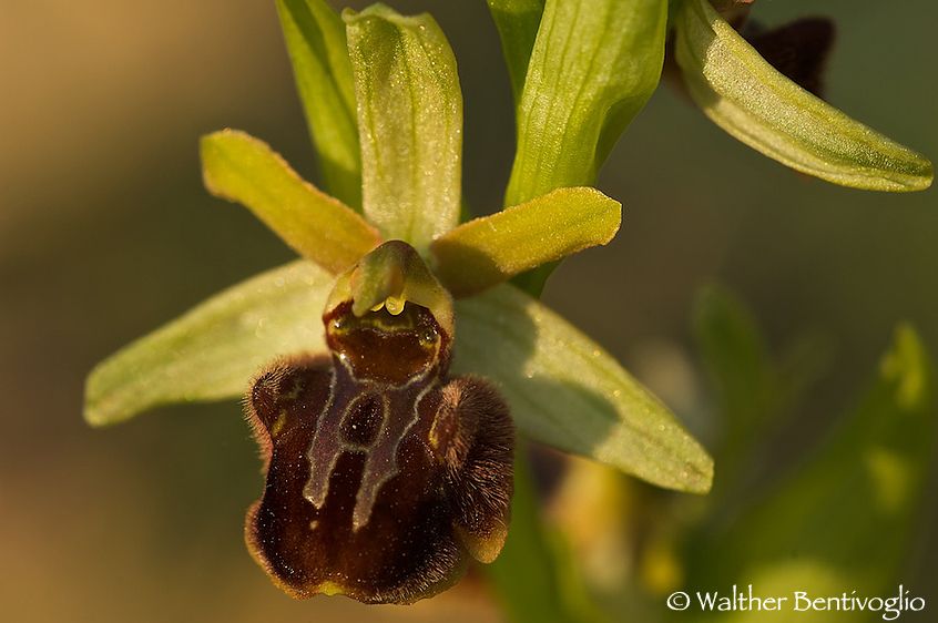 Nikon D2Xlens Nikon AF D Micro-nikkor 200 / 4 IF-ED Ophrys sphegades