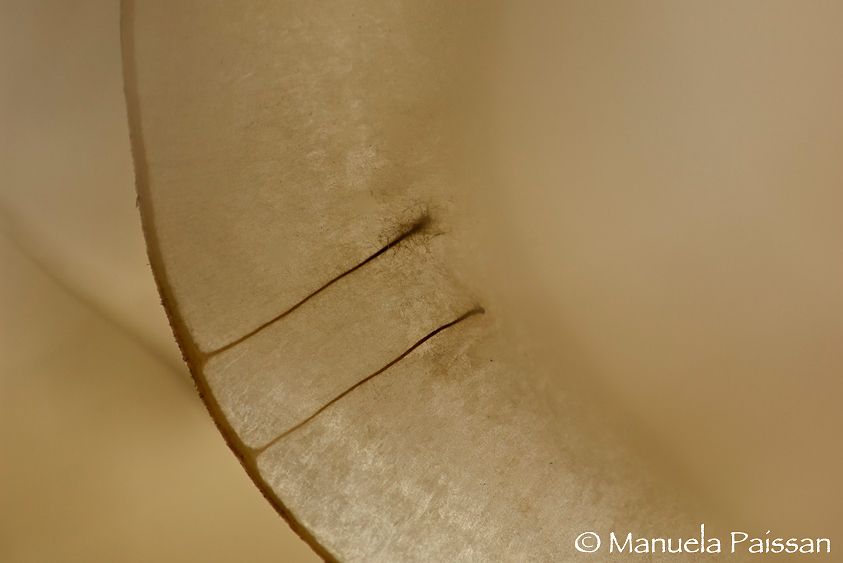 Nikon D2Xlens micro Nikon AF-D 200/4 IF-EDTrentino A. A. Medaglioni del Papa (Lunaria annua)