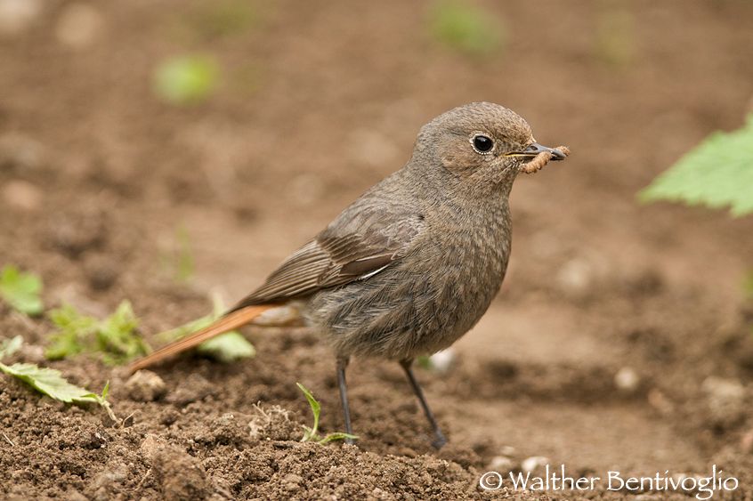 Nikon D300lens Nikon AF-S 300/4 IF-ED Codirosso f. (Phoenicurus phoenicurus)