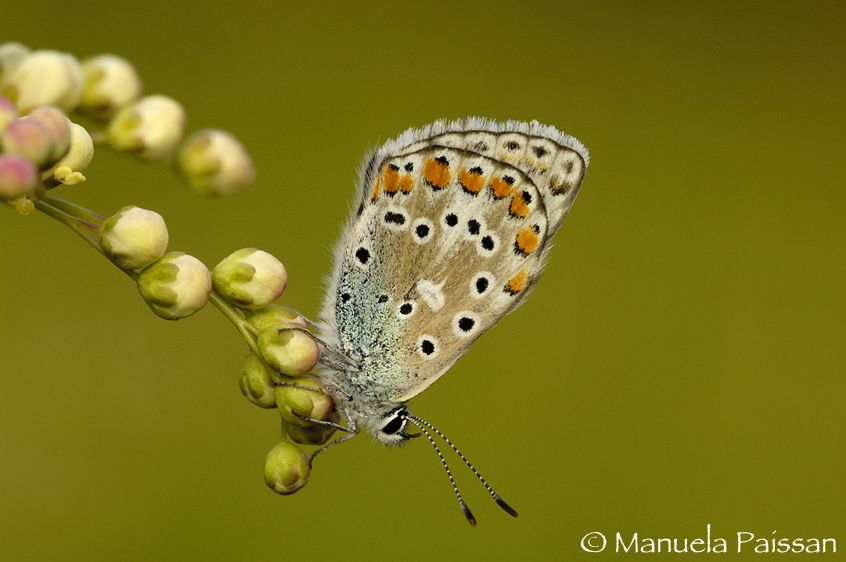 Nikon D2Xlens Nikon AF D Micro-nikkor 200 / 4 IF-ED Polyommatus bellargus