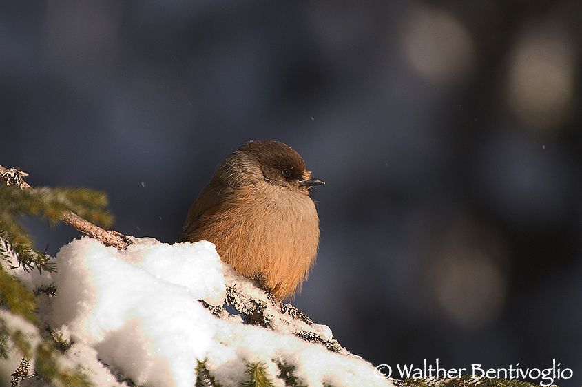 Ghiandaia siberiana (Perisoreus infaustus)