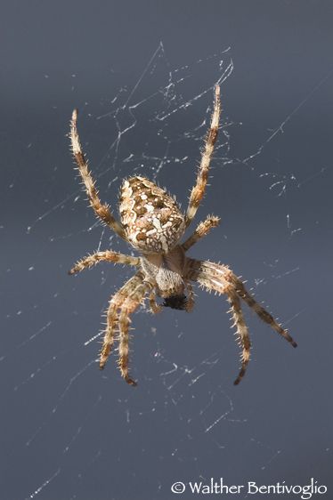 Nikon D2Xlens Nikon AF D Micro-nikkor 105 / 2.8 IF-ED Araneus diadematus