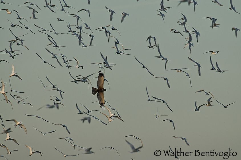 1r22___sterne_difendono_covate_da_falco_di_palude