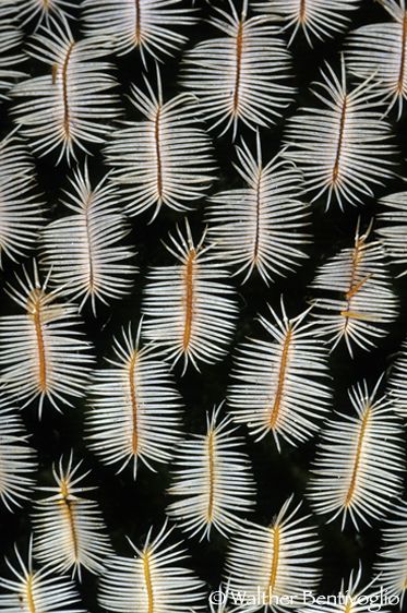 Nikon F100Fuji Velvia 100F Mamillaria pectinifera