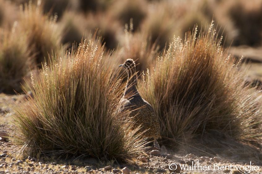 Nikon D300lens Nikon AF-S VR 200-400/4 IF-EDParque Nacional Volcan Isluga Fra i cespugli