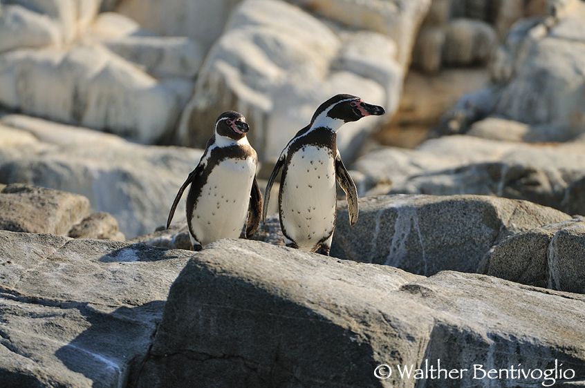Nikon D300lens Nikon AF-S VR 200-400/4 G IF-EDParque Nacional Pan de Azucar - Chile Pinguini di Humboldt (Spheniscus humboldti)