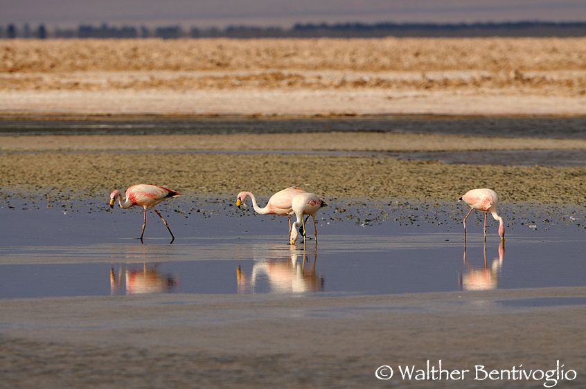 Nikon D300lens Nikon AF-S VR 200-400/4 G IF-EDLaguna Chaxa - Chile Fenicotteri di James e fenicottero andino