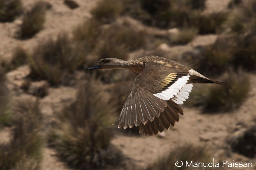 Nikon D300lens Nikon AF-S 300/4 IF-EDParque Nacional Lauca - Chile Anatra crestata in volo (Lophonetta specularioides)