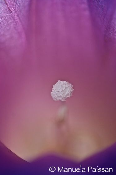 Nikon D2Xlens micro Nikon AF-D 200/4 IF-ED Trentino A. A. Ipomea (Ipomoea tricolor)