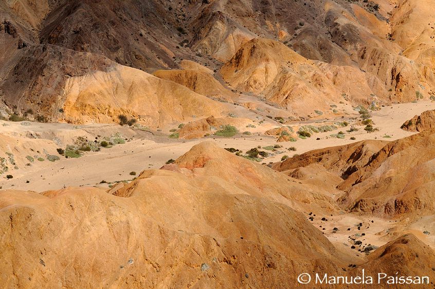 Nikon D300lens Nikon AF-D 80-200/2.8 EDParque Nacional Pan de Azucar - Chile Pan de Azucar