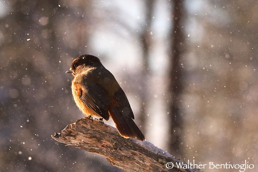 Ghiandaia siberiana (Perisoreus infaustus)