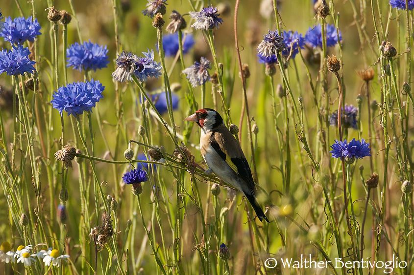 Nikon D300lens Nikon AF-S 600/4 IF-EDTexel (OLanda) Cardellino  (Carduelis carduelis)